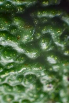 Vertical closeup shot of a bumpy green surface Stockfoto's