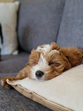 Vertical closeup shot of a Cavapoo dog relaxing on a sofa 스톡 사진