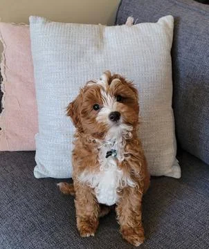 Vertical closeup shot of a Cavapoo dog sitting on a sofa 写真素材