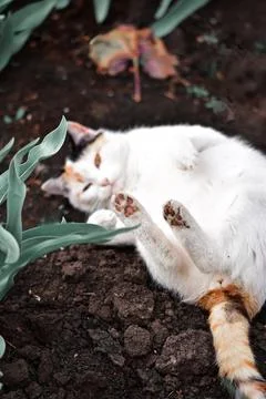 Vertical closeup shot of a cute patterned white cat on a meadow Stock Photos