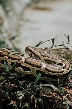 Vertical closeup shot of details on a python in a forest 写真素材