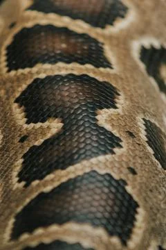 Vertical closeup shot of details on python scales in a forest 写真素材