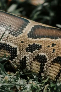 Vertical closeup shot of details on python scales in a forest 写真素材