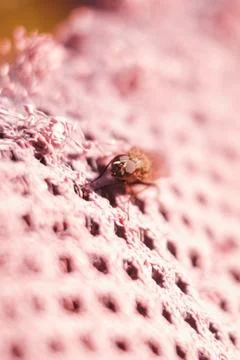 Vertical closeup shot of a  fly insect sitting on a pink knitted wool pattern Stock Photos