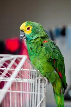 Vertical closeup shot of a green amazon parrot perched on a cage Foto stock