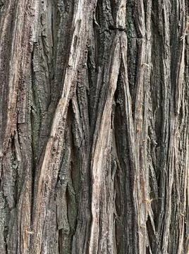 Vertical closeup shot of the old tree bark texture for backgrounds Stock Photos