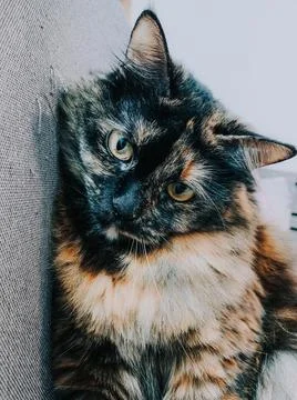 Vertical closeup shot of a patterned black cat 스톡 사진