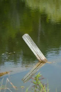 Vertical closeup shot of a piece of floating wood in a lake with it's reflection Stock Photos