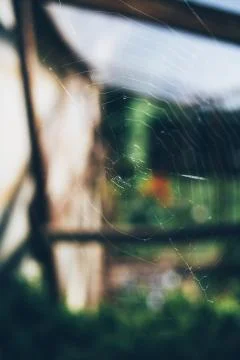 Vertical closeup shot of a spider web with a blurred background Stock Photos