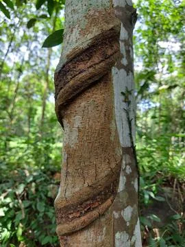 Vertical closeup shot of tree bark with a spiral pattern in the forest Foto stock