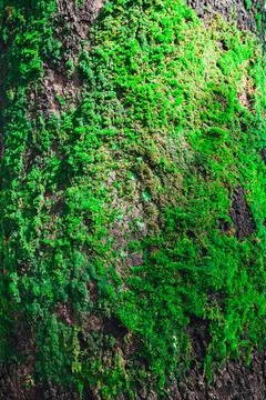 Vertical closeup shot of tree bark covered with green moss in forest under sunli Stock Photos