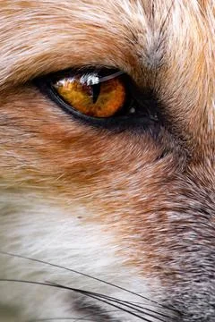 Vertical closeup shot of the wild eye of a fox Stock Photos