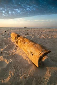 Vertical closeup shot of wooden trunk lying at the beach in golden hour, with Stock Photos