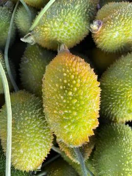 Vertical closeup of spiny gourds on a stack 스톡 사진