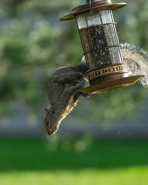 Vertical closeup of the squirrel jumping off of the bird feeder. Wisconsin. Stock Photos