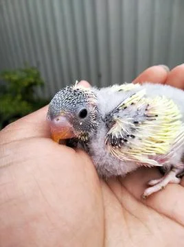 Vertical closeup of a tiny blue budgie parrot sitting on the palm of a hand Stock Photos
