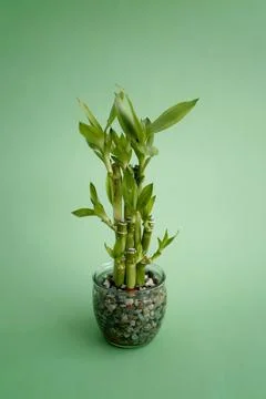 Vertical closeup of a tiny glassy vase with bamboo isolated on a green 스톡 사진