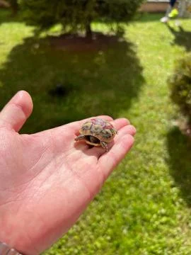 Vertical closeup of a tiny turtle hiding in its shell in a human's hand Stock Photos