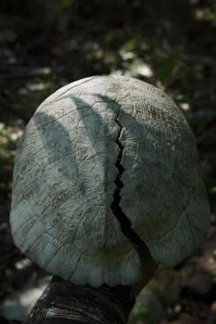 Vertical closeup of a turtle with a cracked shell found in Zapata Swamp Stock Photos