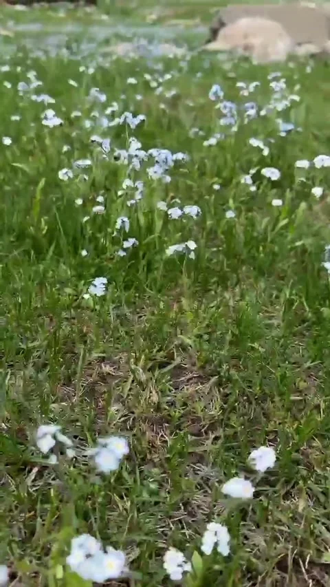 Vertical Closeup of White Wildflowers in Green Meadow Stock Footage 344547294