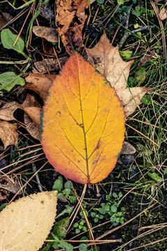 Vertical closeup of a yellow fall leaf on the ground Stock Photos