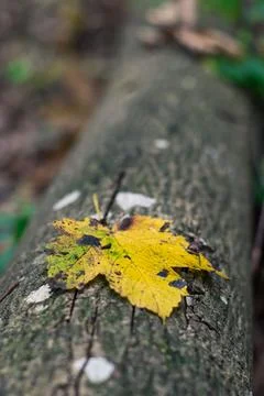 Vertical closeup of a yellow maple leaf fallen on the wooden log Stockfoto's