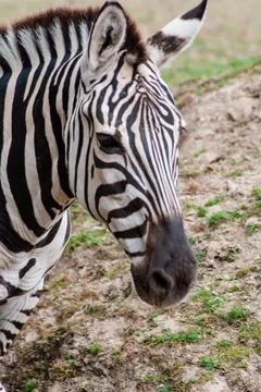Vertical closeup of a zebra's face Stock Photos