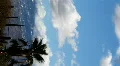 Vertical clouds time lapse - 3 - palm tree Video HD