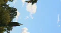 Vertical clouds time lapse - 4 - cypress trees Video HD