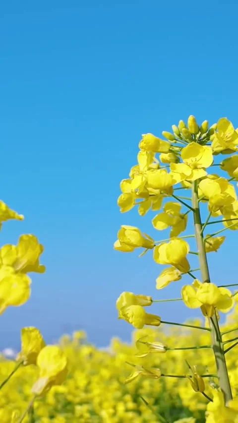 Vertical Cluster of Yellow Rapeseed Blossoms Reaching for the Sky Video stock 331615927