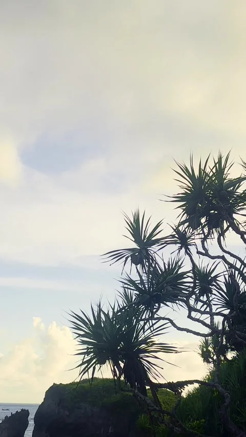 Vertical Coastal Trees And Cloudy Sky Stock Footage 337527390