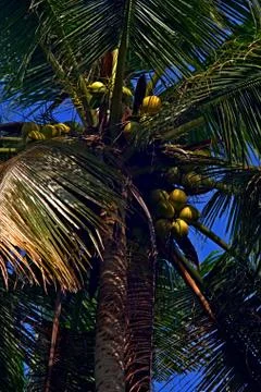 Vertical coconut tree with its fruit to form a tropical pattern Stock Photos