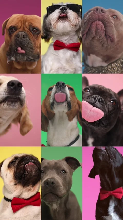 Vertical collage video of greedy animals being hungry and licking Stock Footage 255644409