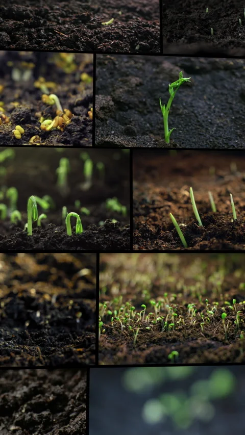 Vertical collage video timelapse of plants sprouting from the ground. Stock Footage 309298554
