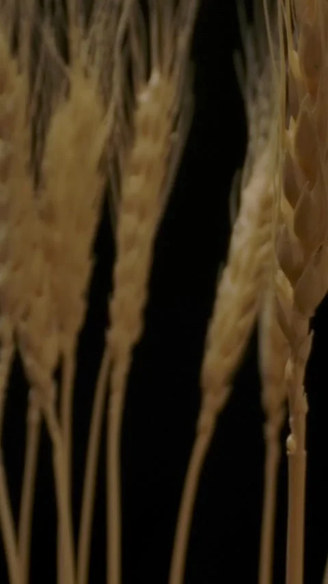 Vertical of Collection of fresh wheat spikelets. Stock Footage 276929922