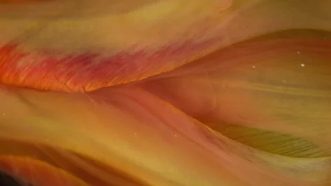 Vertical color flower explosion mix paint tulip Stock Footage 342433856