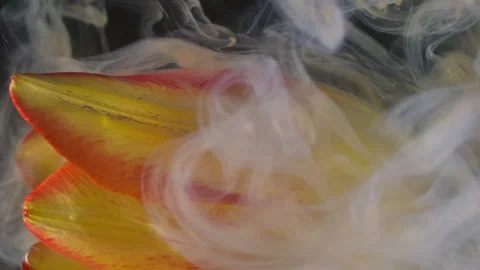 Vertical color flower explosion mix paint smoke Stock-Footage 343737248