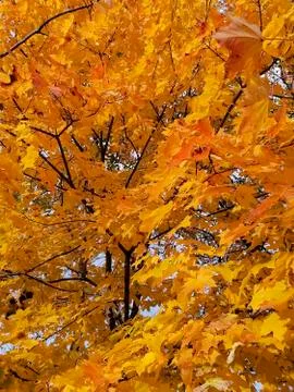 Vertical of colored tree foliage background in october Stock-Fotos