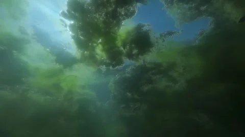 Vertical column of green Spirogyra algae hanging underwater in a murky swamp  Vidéo 335470145