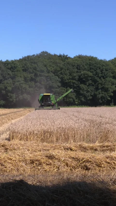 Vertical - Combine harvester in cornfield  in small scale scenic landscape Stock Footage 311007904