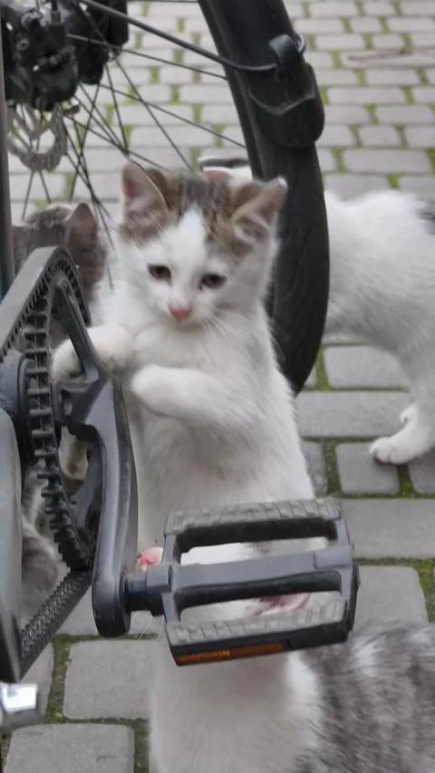 Vertical Compilation of Curious Kittens Exploring a Bicycle Outdoors Video stock 322143213
