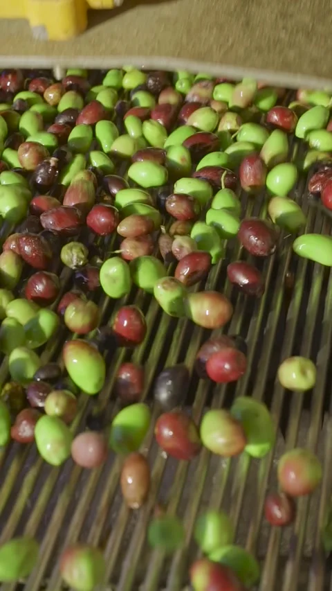 Vertical: Complete olive cleaning and sorting process in factory Stock Footage 327542857