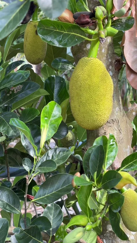 Vertical composition of clustered unripe jackfruit on a branch surrounded by Stock Footage 329276796