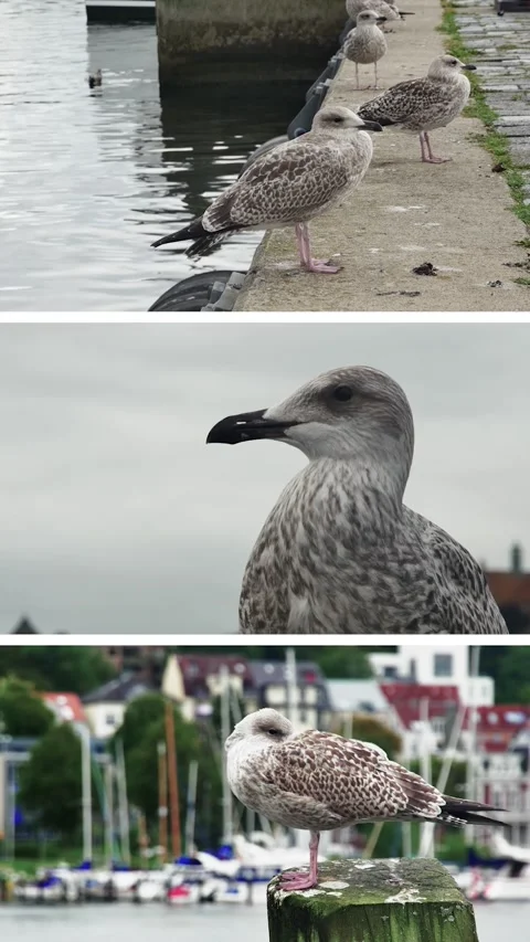 Vertical composition collage displaying seabirds in different states, includ Stock Footage 348361715