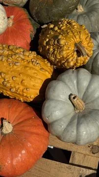 Vertical composition of colorful pumpkins Stock Photos