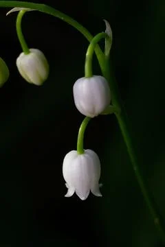 Vertical composition of a delicate cluster of white Lily of the Valley  Фото