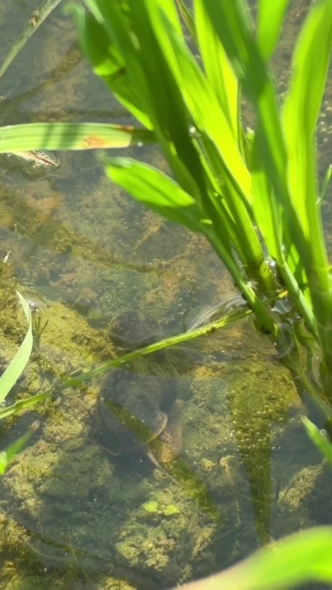 Vertical composition of dense rice plants filling an irrigated field, bordered Stock Footage 329372612