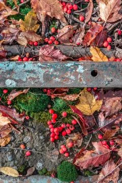 Vertical composition with fallen leaves, rowan berries, moss, metal and concr Stock Photos