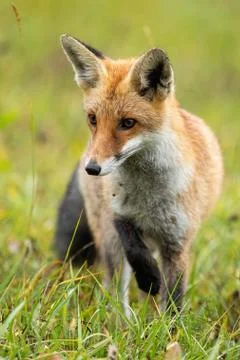 Vertical composition of focused red fox taking a careful step during hunt Stock Photos