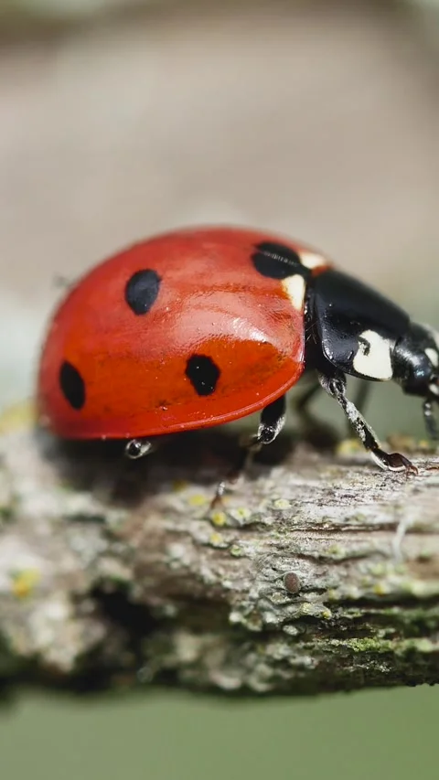 Vertical composition focusing on the shiny red shell and black spots of a la Vídeo Stock 335185123